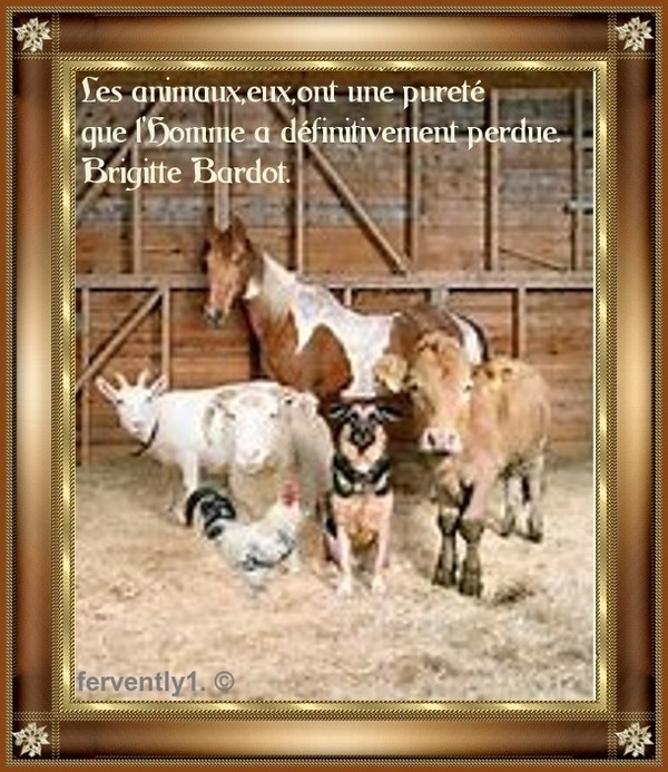 Mon montage citation de madame Brigitte Bardot.