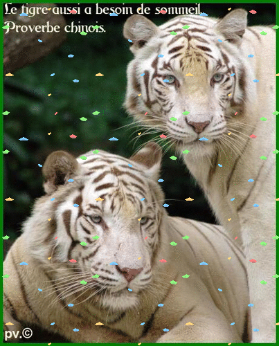 Mon montage beaux tigres blancs proverbe chinois.